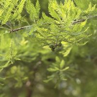 イボタノキ,スイカズラ,スイカズラ,センダン,センダンの画像