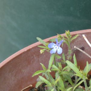 アズローコンパクト スカイブルー,チーム・ブルー,チーム・ブルーNo.102,Juneの会,秘密の花園♡の画像