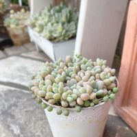 だるま秀麗,多肉植物,多肉のある暮らし,多肉女子の画像