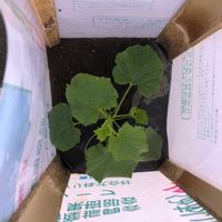 ゼラニウムの画像