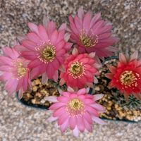 サボテンの花,サボテンのある暮らし,繋がりに感謝✨,花サボテン☆すずの画像