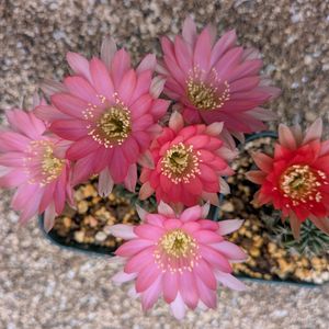 サボテンの花,サボテンのある暮らし,繋がりに感謝✨,花サボテン☆すずの画像