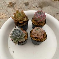 多肉植物,葉挿しの画像