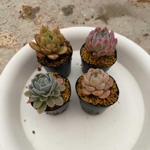 多肉植物,葉挿しの画像