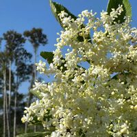 エルダーフラワー,柿の花,クレマチスプリンセス・ダイアナ,青い空,土曜はお空の発表会の画像