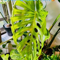 モンステラ,モンステラ デリシオーサ,ワイルド,森林浴,熱帯植物の画像