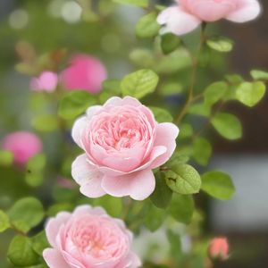 ガーデニング,花のある暮らし,ナチュラルスタイル,薔薇のある暮らし♡,おうち園芸の画像