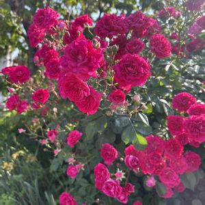 花のある暮らし,ジャングル化計画,ばら バラ 薔薇,おうち園芸の画像
