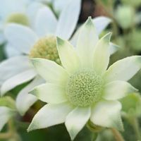 フランネルフラワー,うどん県人会,花ぼっこ産,うどん県西支部,小さな庭の画像