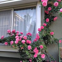 ジギタリス,ペンステモン,バラ ピエール・ド・ロンサール,オルレア,バラ レオナルドダビンチの画像