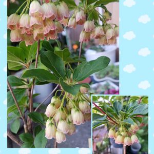 鉢植え,花のある暮らし,緑のある暮らし,綺麗なお花,ばら バラ 薔薇の画像