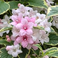 モッコウバラ,オオタニウツギ,山野草,癒し,花のある暮らしの画像