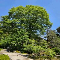 ケヤキ,ケヤキ,トチノキ,ベニバナトチノキ,兼六園の画像