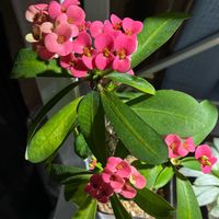 ハナキリン,花麒麟の画像