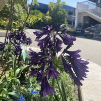 アガパンサス,福岡市植物園,fukuoka  flower show,アガパンサス・ブラックジャックの画像