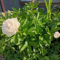 シャクナゲ,芍薬,石楠花の画像
