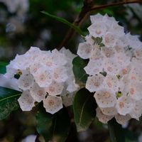 カルミア,代々木公園の画像