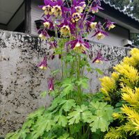 アマドコロ,ヤマオダマキ,花壇,貨物列車,自宅園芸の画像