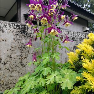 アマドコロ,ヤマオダマキ,花壇,貨物列車,自宅園芸の画像