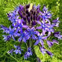 カモミール,オオツルボ,舟の花壇のある公園,お出かけ先の画像