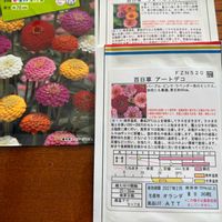 百日草,百日草・クィーンレッドライム,種まき,タキイ,種蒔きっ子の画像