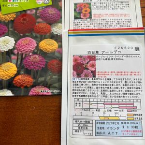 百日草,百日草・クィーンレッドライム,種まき,タキイ,種蒔きっ子の画像
