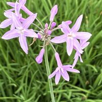 ツルバキア,スマホ撮影加工なし,花の15年組,庭の画像
