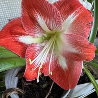 アマリリス,温室,+安曇野の画像