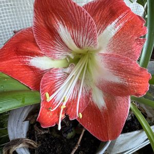 アマリリス,温室,+安曇野の画像