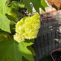 カシワバアジサイの画像