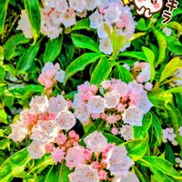 カルミア,カルミア,シャクナゲ,シャクナゲ,石楠花の画像