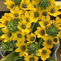 オーニソガラム,スマホ撮影加工なし,花の15年組の画像