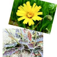 春の花,ウズラバタンポポ,花言葉,山野草,花のある暮らしの画像