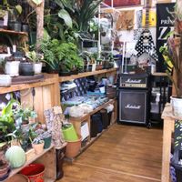 多肉植物,ウラボシ科,ビカクシダ属,食中植物,塊根の画像