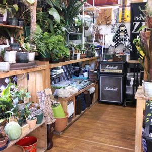 多肉植物,ウラボシ科,ビカクシダ属,食中植物,塊根の画像