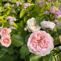 シモツケ ,ヤマアジサイ タフスタッフ,メルヘン ツァウヴァー,バラ、薔薇、ばら,ラグランジア クリスタルヴェールの画像