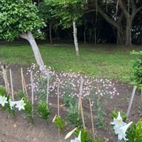シュウメイギクの画像