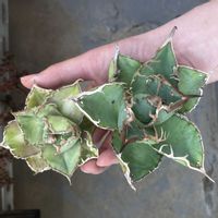 アガベの画像
