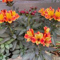 アルストロメリアの画像