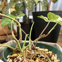 シンゴニウム,シンゴニウム・フレンチマーブル,観葉植物,ジャングル化計画,シンゴニウム属の画像