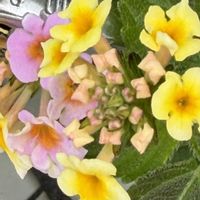 ランタナ,ランタナ,ランタナ,ランタナ,ランタナの画像