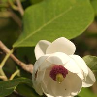 スズラン,オオバオオヤマレンゲ,山野草,白い花,花のある暮らしの画像