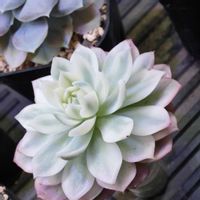 エケベリア,多肉植物,多肉男子,ピンククリスタルローズ錦,リビング・ダイニングの画像