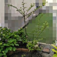 エゴノキ,庭作り,小さなお庭の画像