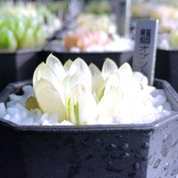 ハオルチア,ハオルチア オブツーサ,多肉植物,ハオルチア属,多肉大好きの画像