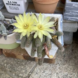 白檀,サボテンの花,軒下,花のある暮らしの画像