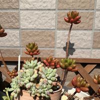 虹の玉,多肉植物,癒し,ベランダの画像