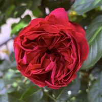 フクシア,サフィニア,ガーデニング,ばら バラ 薔薇,庭の画像