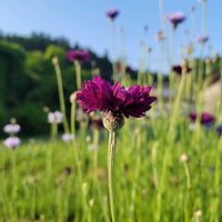 ヤグルマギク,ブルーの花,花のある暮らし,GSの繋がりに感謝♡,土曜日は お空の発表会の画像