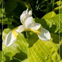 アヤメ,ギボウシ,リクニス,ガーデニング,花のある暮らしの画像